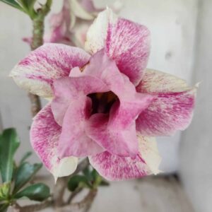 Planta Dobrada 2449 – 30cm – 02 anos