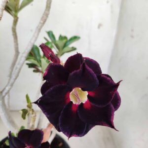 Planta Dobrada 2450 – 35cm – 03 anos