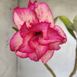 Planta Dobrada 2451 – 35cm – 02 anos