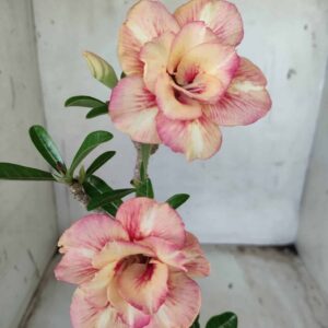 Planta Dobrada 2458 – 30cm – 02 anos