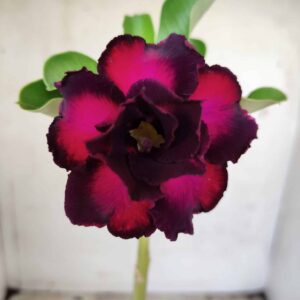 Planta Dobrada 2459 – 30cm – 02 anos