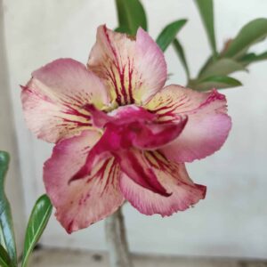 Planta Dobrada 2460 – 30cm – 02 anos