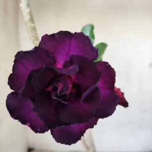 Planta Dobrada 2461 – 35cm – 02 anos