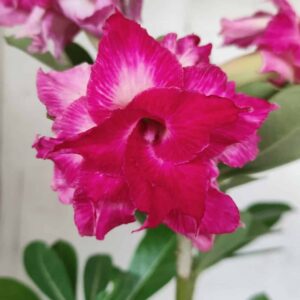 Planta Dobrada 2468 – 30cm – 02 anos