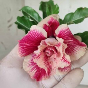 Planta Dobrada 2469 – 30cm – 02 anos