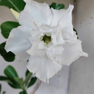 Planta Dobrada 2473 – 35cm – 03 anos