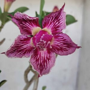 Planta Dobrada 2474 – 35cm – 03 anos