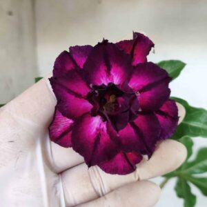 Planta Dobrada 2477 – 30cm – 02 anos