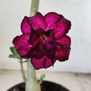 Planta Dobrada 2482 – 30cm – 02 anos