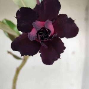 Planta Dobrada 2484 – 30cm – 02 anos