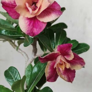 Planta Dobrada 2488 – 30cm – 02 anos
