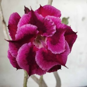 Planta Dobrada 2489 – 35cm – 03 anos