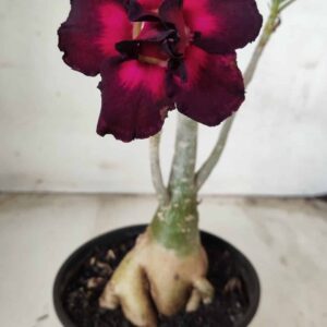 Planta Dobrada 2490 – 35cm – 03 anos