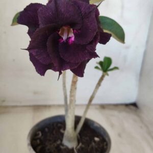 Planta Dobrada 2500 – 30cm – 02 anos