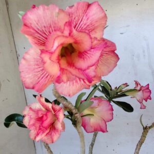 Planta Dobrada 2502 – 30cm – 02 anos