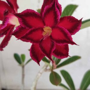 Planta Dobrada 2503 – 30cm – 02 anos