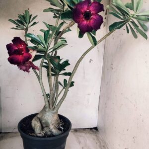 Planta Dobrada 2507 – 50cm – 05 anos