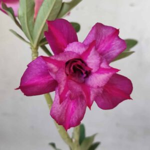 Planta Dobrada 2508 – 30cm – 01 ano