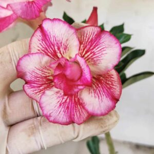 Planta Dobrada 2516 – 30cm – 02 anos