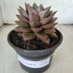 ECHEVERIA "PURPUSORUM"  Nº 26 - vaso 15