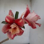 ENXERTO 11631 – 30cm (cor LM 330)