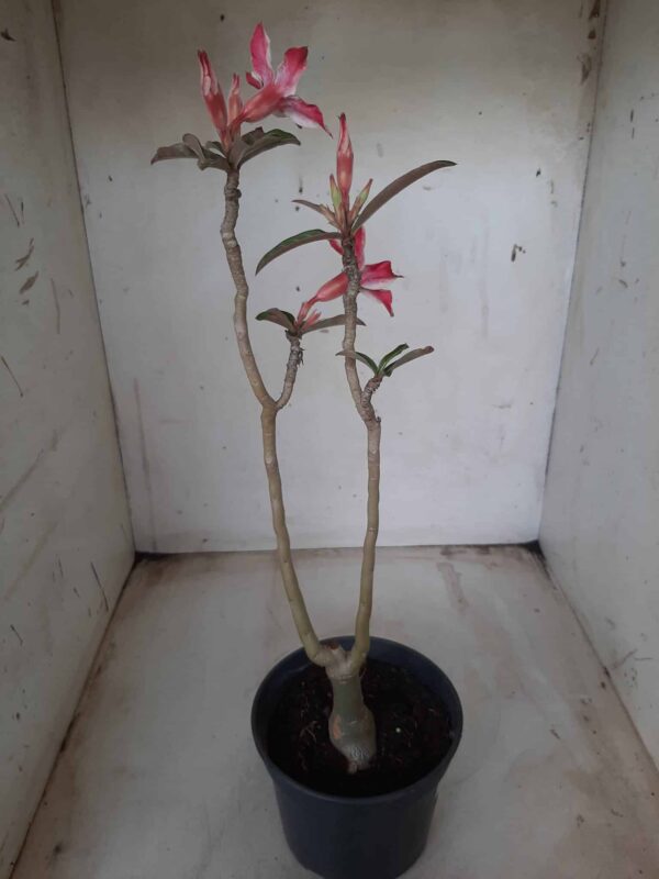 ENXERTO 11633 – 30cm (cor LM 563) - Imagem 6