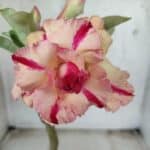 ENXERTO 11645 – 25cm (cor LM 606)