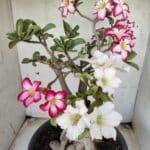 ENXERTO 11646 – 35cm ( 3 cores de MINI)