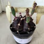 Gymnocalycium Mihanovichii “Purple” Nº 362 – vaso 09