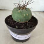 MATUCANA MADISONIORUM Nº 76 – vaso 11