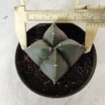 ASTROPHYTUM MYRIOSTIGMA Nudum "4 Quinas"  Nº 623 – vaso 11