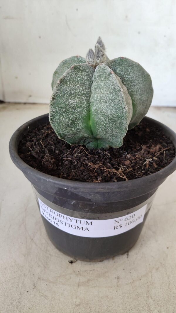ASTROPHYTUM MYRIOSTIGMA  Nº 620 – vaso 15 - Imagem 2