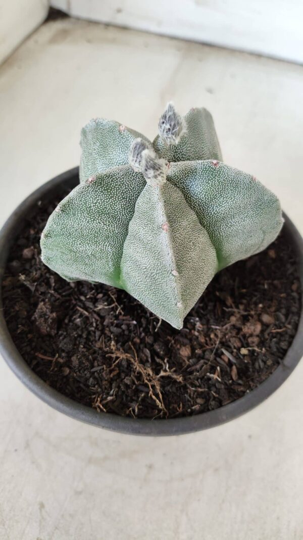 ASTROPHYTUM MYRIOSTIGMA  Nº 620 – vaso 15 - Imagem 10