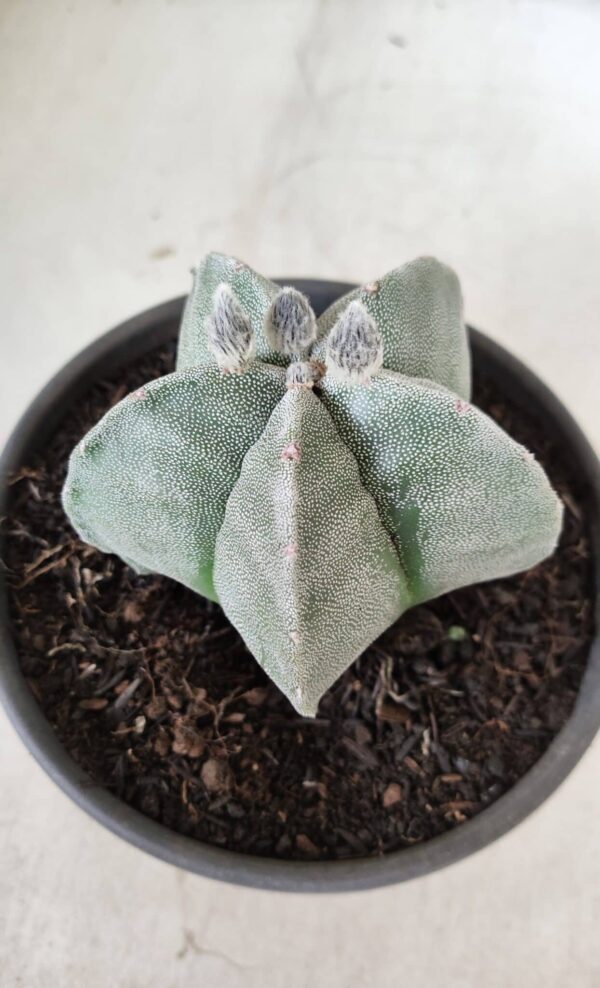 ASTROPHYTUM MYRIOSTIGMA  Nº 620 – vaso 15 - Imagem 9