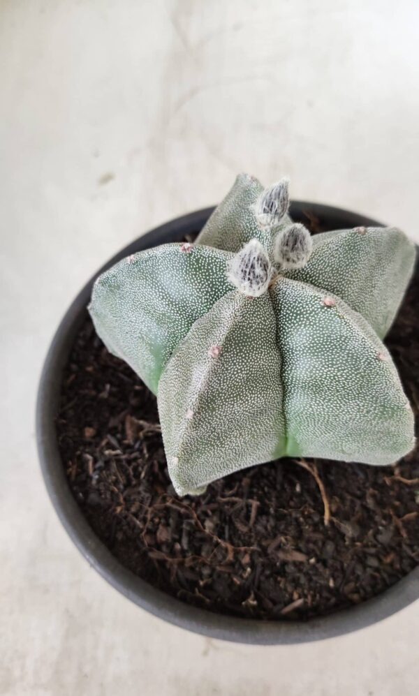 ASTROPHYTUM MYRIOSTIGMA  Nº 620 – vaso 15 - Imagem 8
