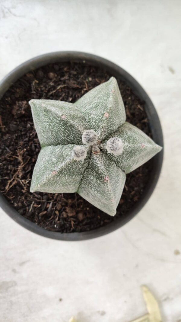 ASTROPHYTUM MYRIOSTIGMA  Nº 620 – vaso 15 - Imagem 3