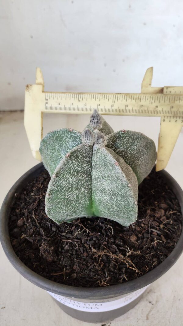 ASTROPHYTUM MYRIOSTIGMA  Nº 620 – vaso 15 - Imagem 6