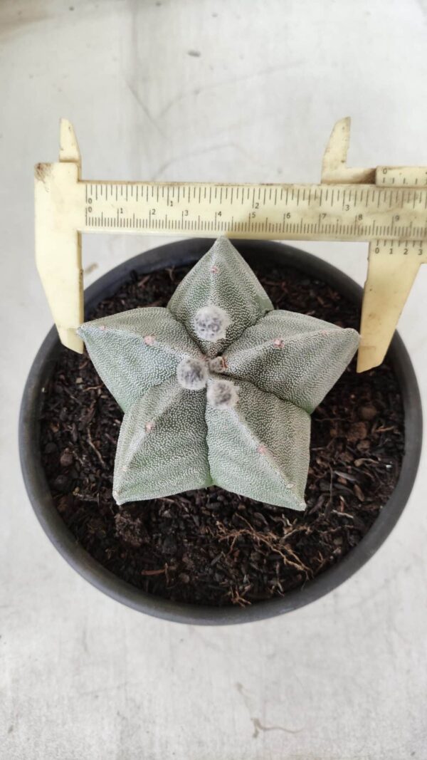 ASTROPHYTUM MYRIOSTIGMA  Nº 620 – vaso 15 - Imagem 1