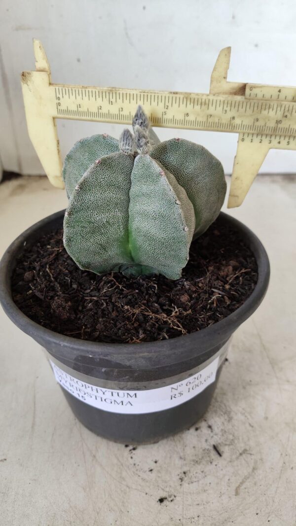 ASTROPHYTUM MYRIOSTIGMA  Nº 620 – vaso 15 - Imagem 4