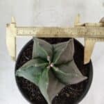 ASTROPHYTUM MYRIOSTIGMA  Nº 600 – vaso 15