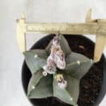 ASTROPHYTUM MYRIOSTIGMA "Nudum"  Nº 607 – vaso 15