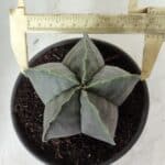 ASTROPHYTUM MYRIOSTIGMA "Nudum"  Nº 644 – vaso 15