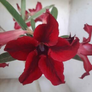 Planta Simples 2309 – 35cm – 03 anos