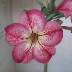 Planta Simples 2310 – 30cm – 02 anos