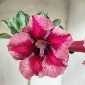 Planta Simples 2323 – 30cm – 02 anos
