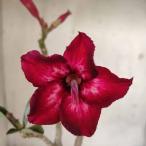 Planta Simples 2324 – 30cm – 02 anos