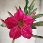 Planta Simples 2325 – 30cm – 02 anos