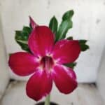 Planta Simples 2334 – 30cm – 02 anos