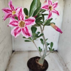 Planta Simples 2344 – 35cm – 03 anos