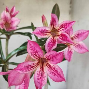 Planta Simples 2345 – 35cm – 03 anos